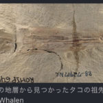【画像】世界最古のタコの化石、見つかる。