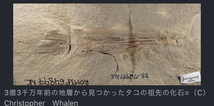【画像】世界最古のタコの化石、見つかる。