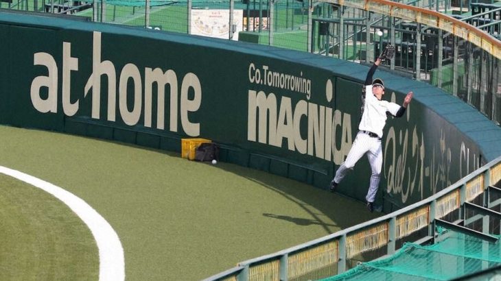 新しくなった甲子園フェンス際　阪神・近本が早速チェック　人工芝ゾーン広がるも「気にならない」