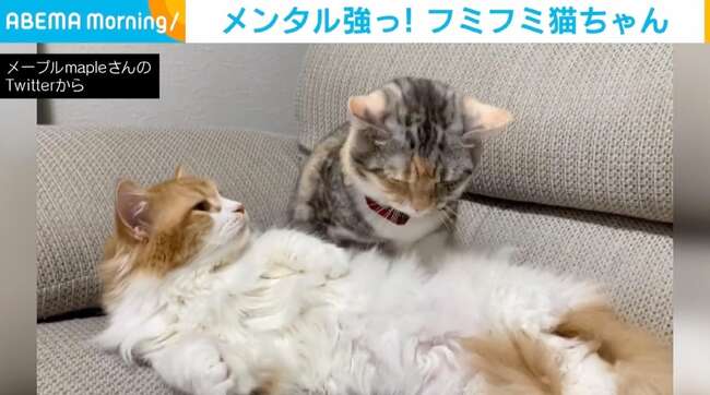 フミフミvsねこパンチ