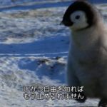 【画像】ペンギン、自由を知ってしまうｗｗｗｗｗｗｗｗｗｗｗｗ