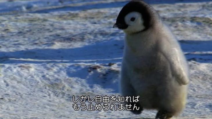 【画像】ペンギン、自由を知ってしまうｗｗｗｗｗｗｗｗｗｗｗｗ