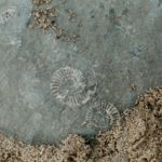 福島で日本初の種類のアンモナイト化石発見！！！！