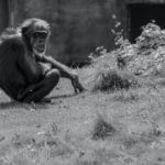 交尾できないまま44歳になったチンパンジー　多摩動物公園