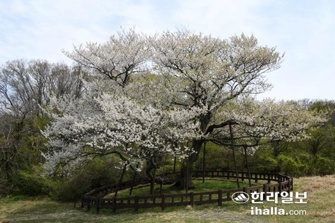 【韓国】「済州王桜とソメイヨシノは別種」、批判受け山林庁が再議論へ…母系が同じ、済州から日本に移った可能性