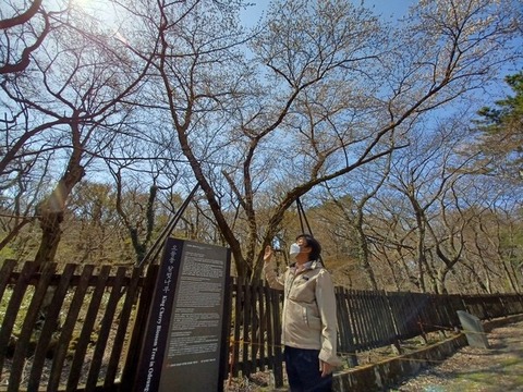 【韓国研究者】 奪われた名前「王桜」…王桜とソメイヨシノ、済州にはどちらも自生