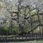【中央日報】２０５０年の道には「韓国の桜」飛ばそう…「桜の解放」に取り組む人々