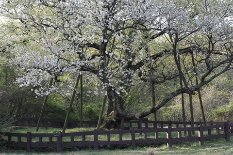 【中央日報】２０５０年の道には「韓国の桜」飛ばそう…「桜の解放」に取り組む人々