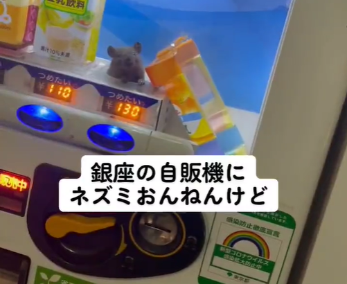 【動画】東京の自販機でネズミが販売される。思ったよりネズミwwwwwwwwww