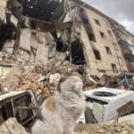 【画像】ウクライナの紛争地帯で生き抜いた猫