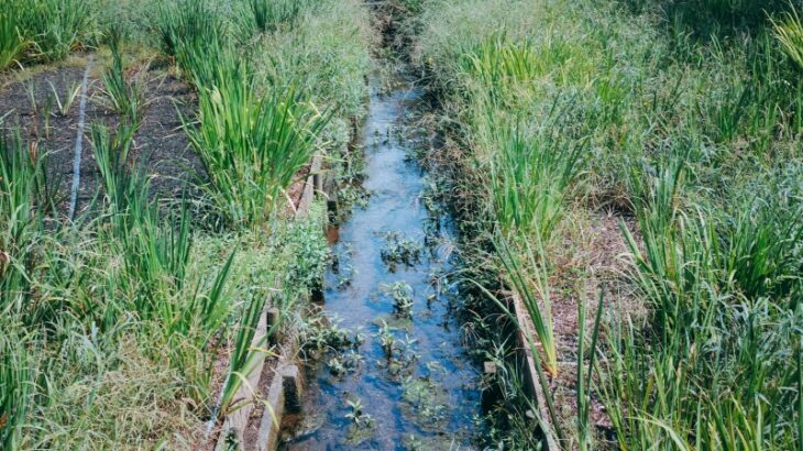 愛知の田んぼ、漏水問題で「生活排水」を供給ｗｗｗｗ