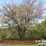 【バ韓国】 済州自生種を「済州王桜」と変更した呼び名、再検討されることに…ソメイヨシノの起源は、今後議論の対象に