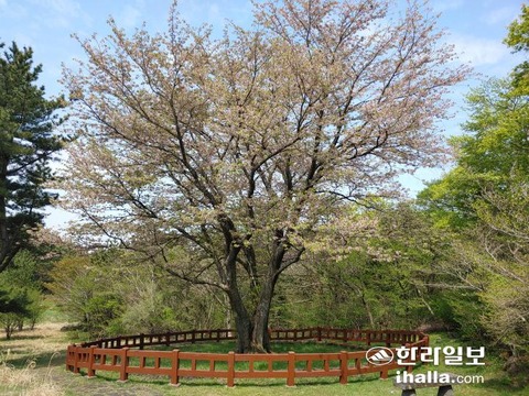 【バ韓国】 済州自生種を「済州王桜」と変更した呼び名、再検討されることに…ソメイヨシノの起源は、今後議論の対象に