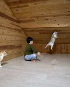 屋根裏で子供と猫が行う謎の儀式！