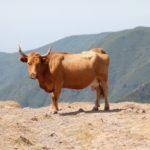 牛の尿だけ回収する全自動ロボ　オランダの会社が販売