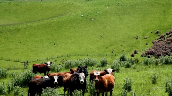 ニュージランド「家畜のゲップ税、導入するか！」