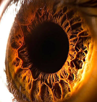 【画像】人間の眼球とてつもなくキモいｗｗｗｗｗｗｗｗｗｗｗｗｗ