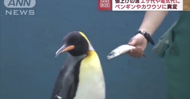 【画像】サバ、臭すぎてすいぞっかんのペンギンとカワウソが捨てるｗｗｗｗｗｗｗｗｗ