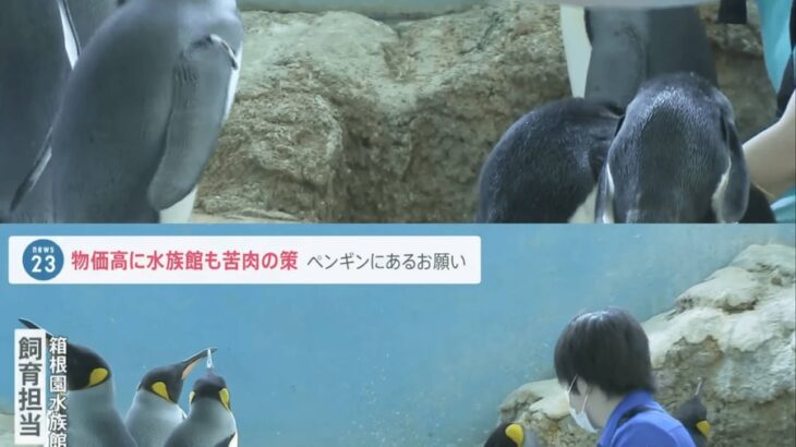 【画像】水族館のペンギンさん、エサ代を節約するためにサバを与えるも、安い飯は食いたくないと拒否