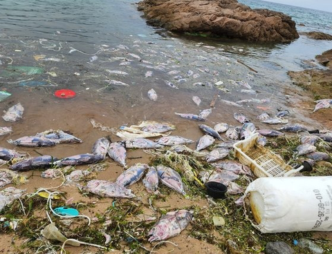 【犯罪民族】韓国、マグロを乱獲して漁獲枠を越えた分を日本海に投棄