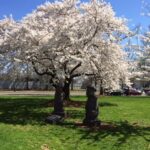 【嘘つき韓国】 済州王桜の生態外交、来年から本格化…日本がワシントンに寄贈した王桜と済州王桜の遺伝子は同じか。検査も