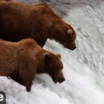 【北海道】クマ、スイートコーン150本食い荒らす　電気柵の電線を切って畑に侵入か
