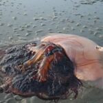 【韓国】 ビーチに打ち上げられた「超巨大クラゲ」の写真が話題に…毎年のように大量発生するように