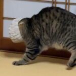 （笑）ヘアバンドで遊んでいた猫、頭にすっぽりはまり？