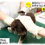 【犬猫】６月からペットの身体へのマイクロチップ埋め込み義務化