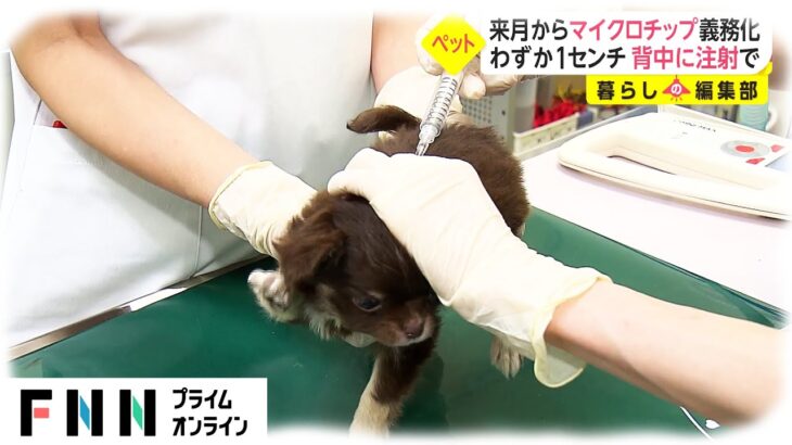 【犬猫】６月からペットの身体へのマイクロチップ埋め込み義務化