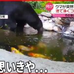 ツキノワグマが民家の池に入ってニシキゴイを捕食