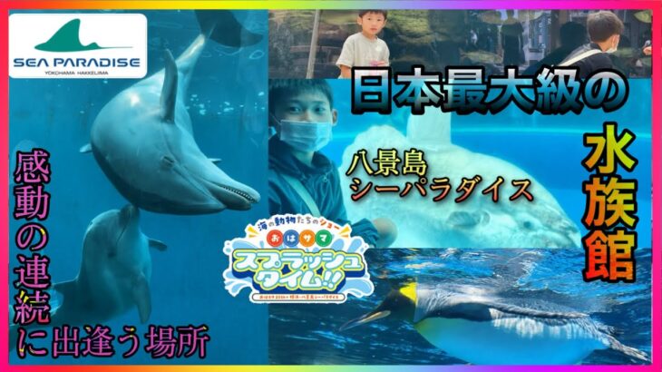 何か関係あるの？！「水族館の巨大水槽」と「うどん」