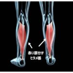 座りっぱなしの人の為の簡単エクササイズ。ヒラメ筋を動かすだけで全身の代謝がアップするという最新研究