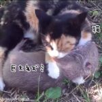 猫と巨大ネズミが仲良くじゃれあうやさしい世界 