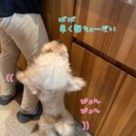 子犬「ごはんまだかなー？」待ちきれずにぴょんぴょん！お座りを繰り返す姿がいじらしくてかわいい