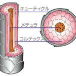 キューティクルが傷むのは何故？髪にダメージを与える様々な原因とは