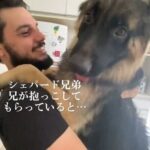 兄犬の抱っこを見て弟犬が「ボクも～！」とおねだり・飼い主さんに甘える体重30キロの弟ワンコ！