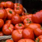 スペイン、3年ぶりに「トマト祭り」を開催してしまうｗｗｗｗｗｗｗｗｗ