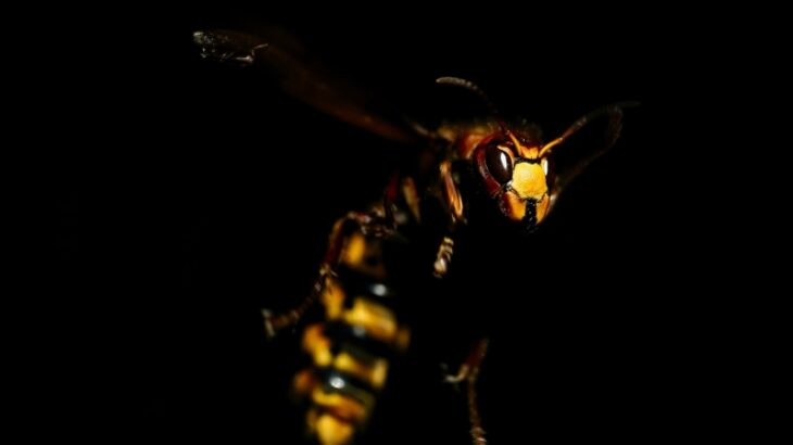 外来種の「ツマアカスズメバチ」が大暴れ中ｗｗｗｗミツバチ狩りまくりｗｗｗ