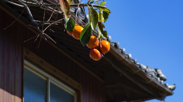 奈良県警、法隆寺で「柿」をプレゼント　その目的は……
