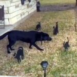 黒猫に魔法陣を組まれた犬、完全に動けなくなる 