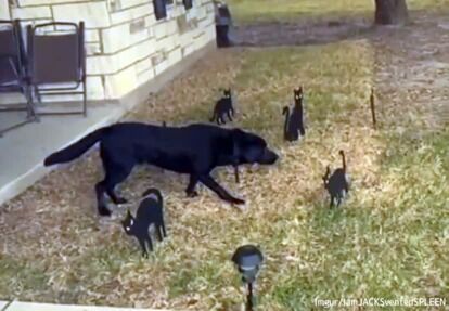 黒猫に魔法陣を組まれた犬、完全に動けなくなる 