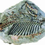 【岐阜】河川清掃中に発見した化石は「謎の奇獣」…全長２ｍ、国内初の腰から首までつながった状態