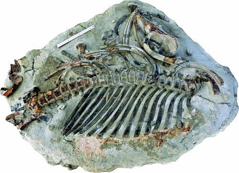 【岐阜】河川清掃中に発見した化石は「謎の奇獣」…全長２ｍ、国内初の腰から首までつながった状態