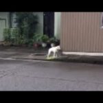 【動画】4って吠える犬さん