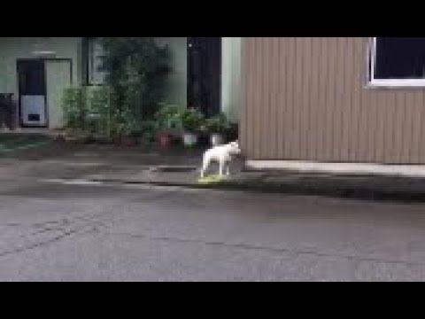 【動画】4って吠える犬さん