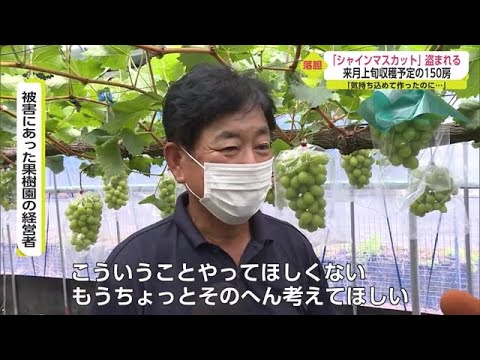 【衝撃】もうやめてくれ‼シャインマスカットの年間被害総額がとんでもないことに・・・