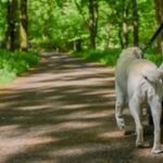 動物病院で何十万も払う奴ｗｗｗ