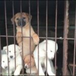 【中央日報】韓国「犬肉を食べた人の半数、周りからの誘いで無理やり食べさせられた」「食品衛生法上、犬肉は不法」