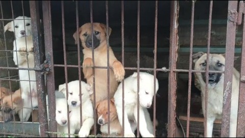 【中央日報】韓国「犬肉を食べた人の半数、周りからの誘いで無理やり食べさせられた」「食品衛生法上、犬肉は不法」